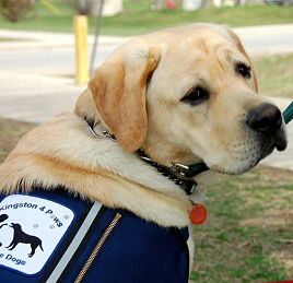 4 paws service dogs
