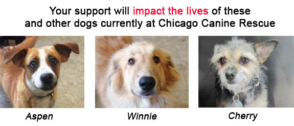Adoptable Dogs