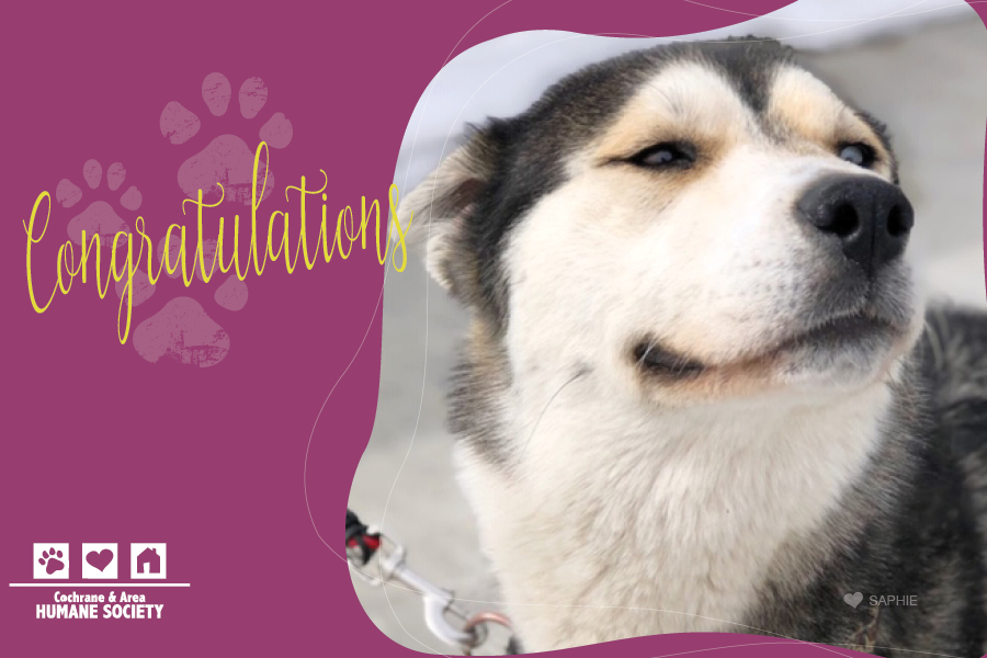 Congratulations (Dog)