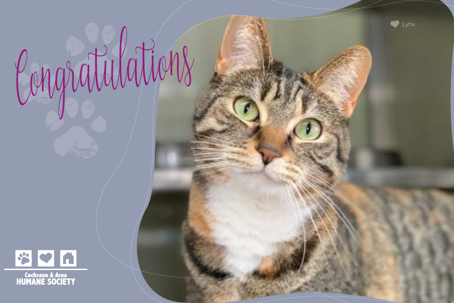 Congratulations (Cat)