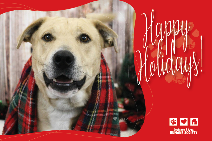 Happy Holidays (dog)