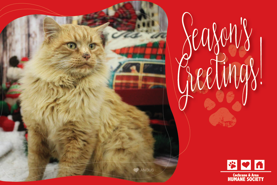 Season's Greetings (cat)