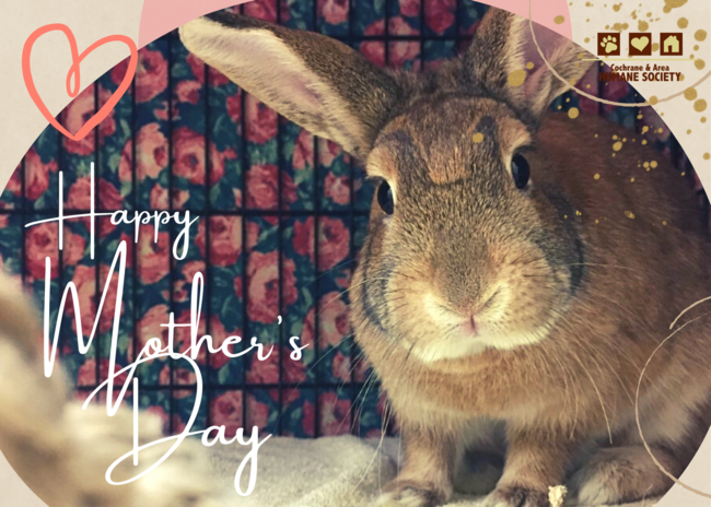 Mother's Day Bunny