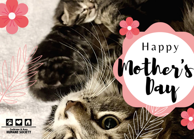 Mother's Day Kitten