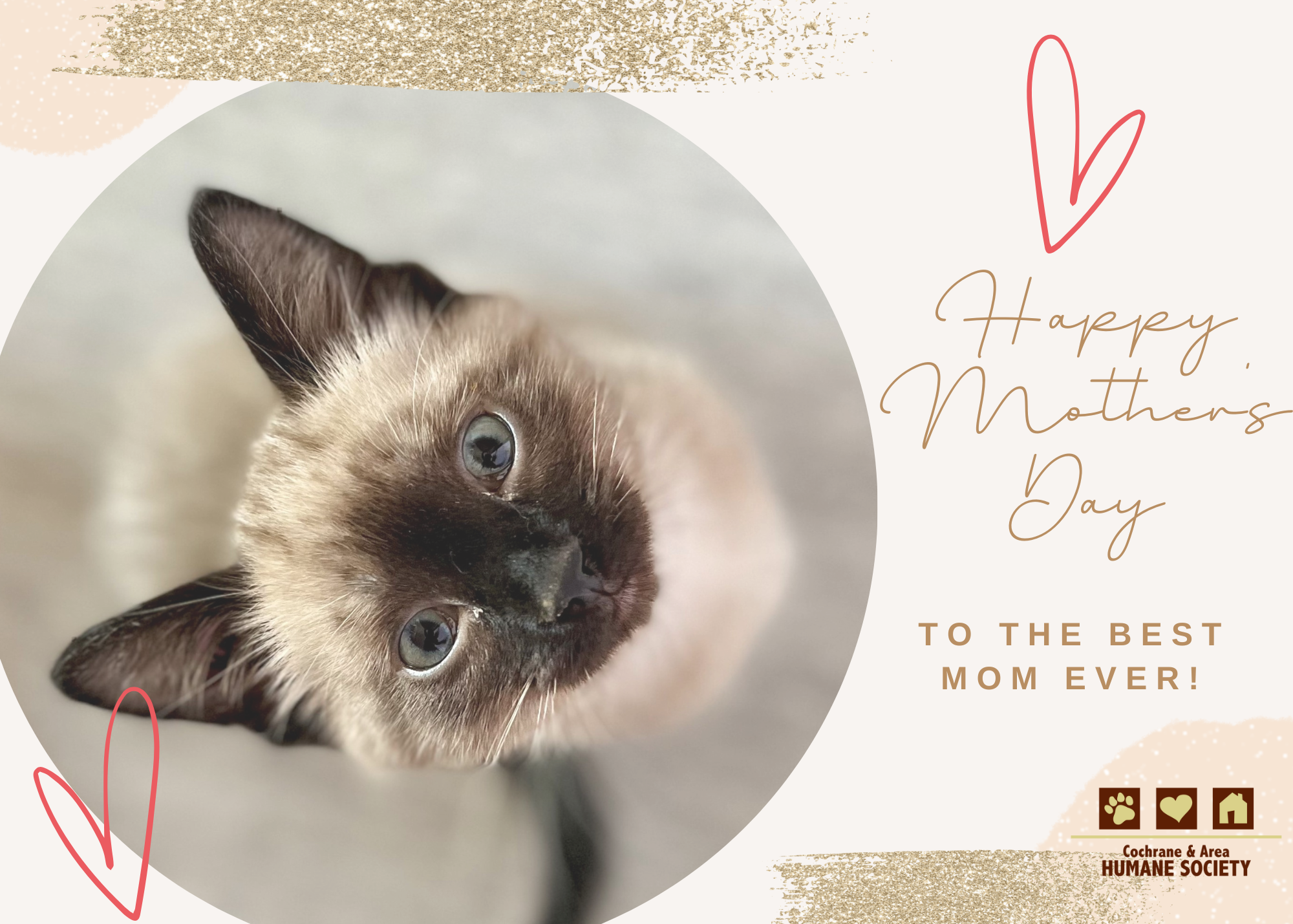 Mother's Day Cat