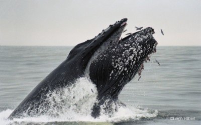 Breaching Humpback