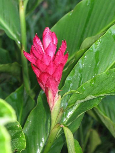 Guatemalan Flower