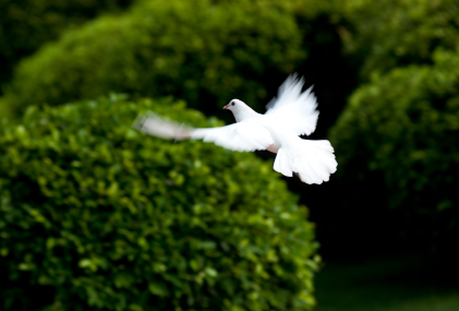 White Dove in Flight