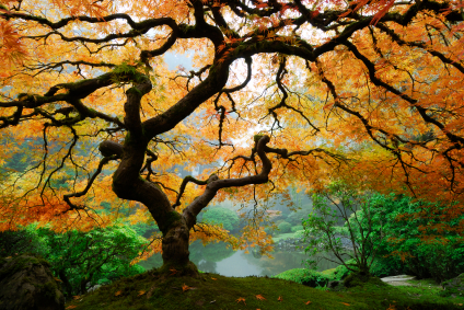 Maple