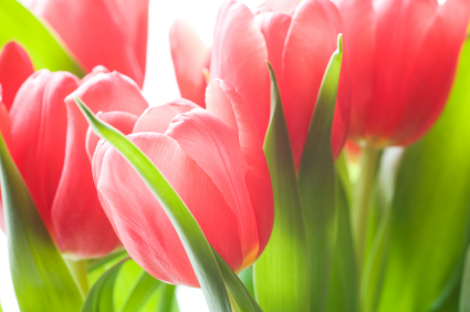 Tulips