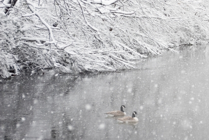 Geese in Winter