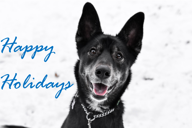 Happy Holidays! (dog)