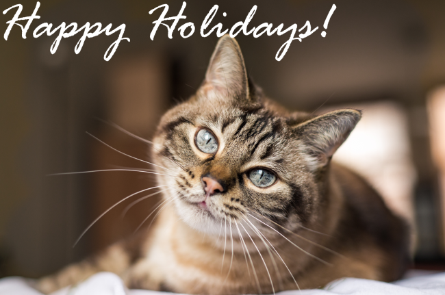 Happy Holidays! (cat)