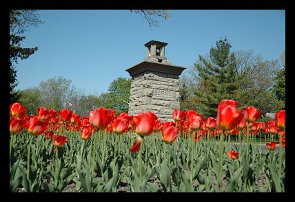 Canatara Park Tulips