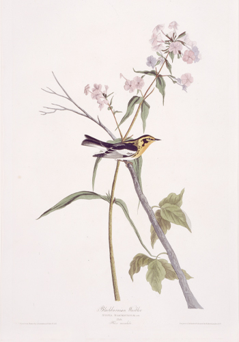 Audubon Bird